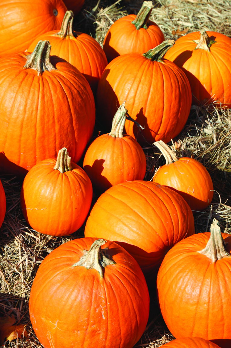 Creative uses for pumpkins beyond Halloween