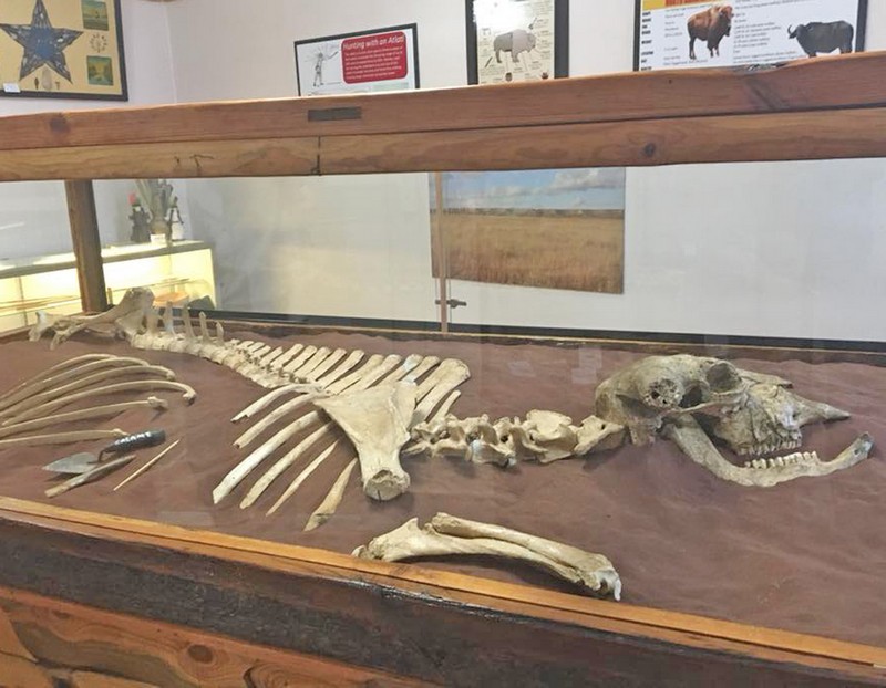 700 year old bison excavated by local archaeology expert on display