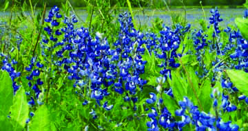 Natalia Bluebonnet Festival and Parade set for this Saturday