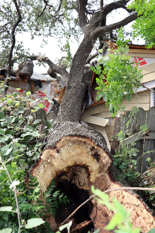 Three people escape as tree crushes home