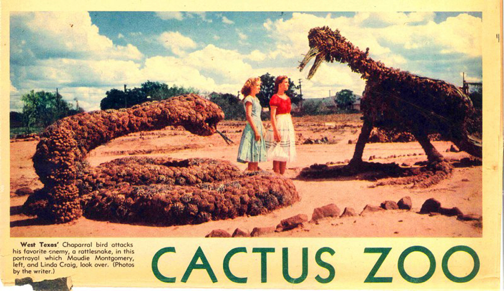 Why call it a “Cactus” Festival?