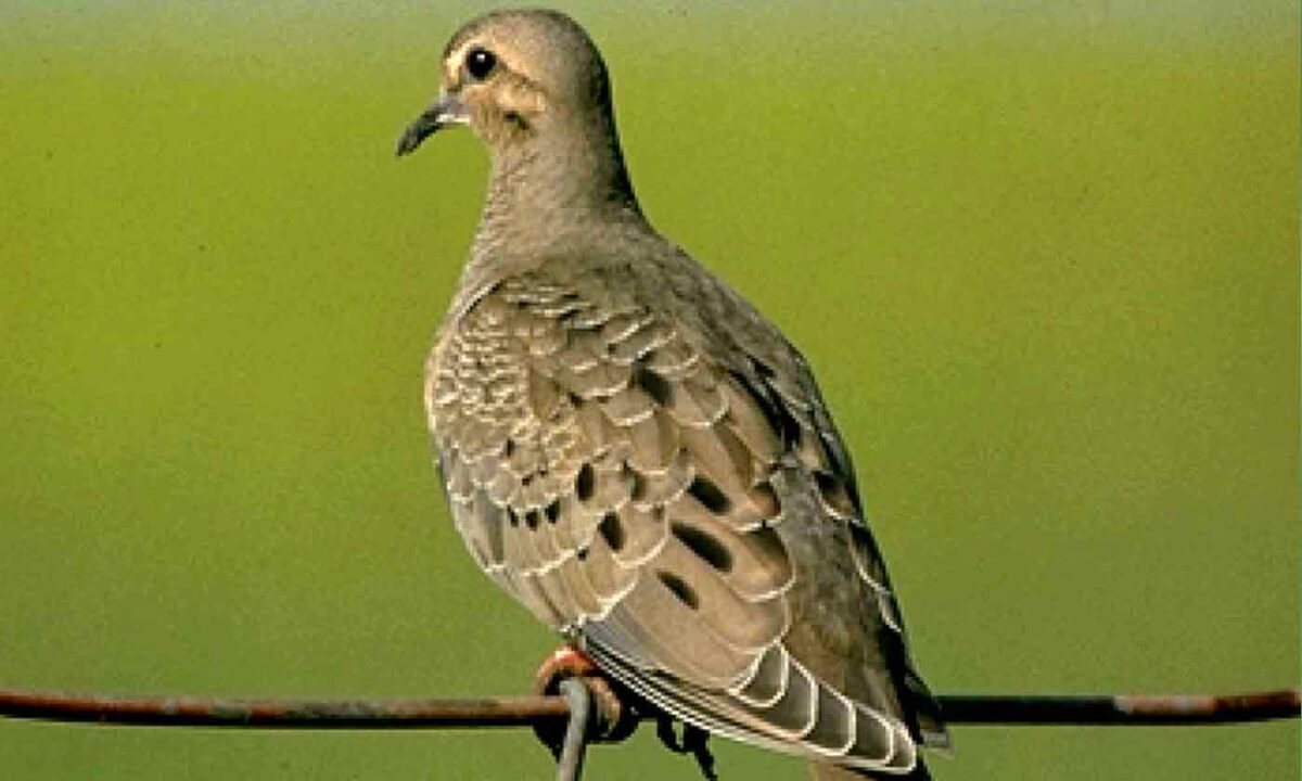 Dove Season Expected to Have Soaring Numbers